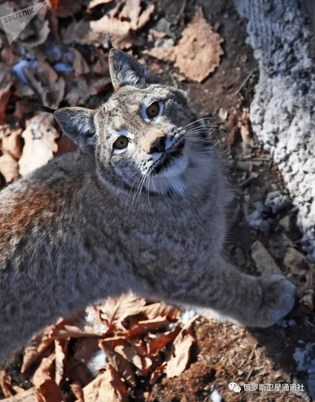 滨海边疆区野生动物园猞猁园中的猞猁