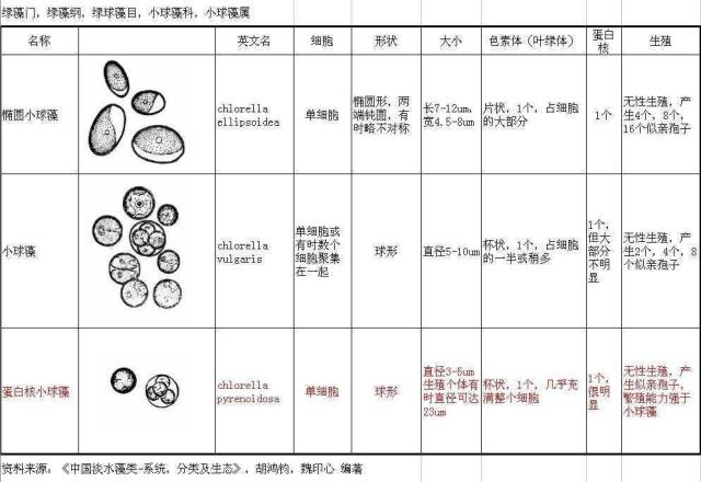 小球藻结构图图片