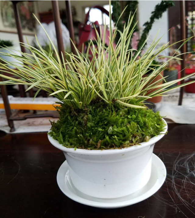 黄金姬为菖蒲里比较好养的品种