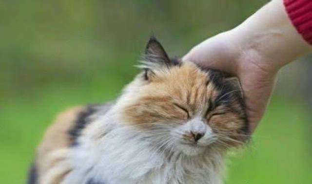 猫为什么不怕蛇?比较下它们武功和招式就知道