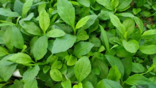 要是不除,很快就快长满整块庄稼地,过去除草后都会拿回家当猪草喂猪