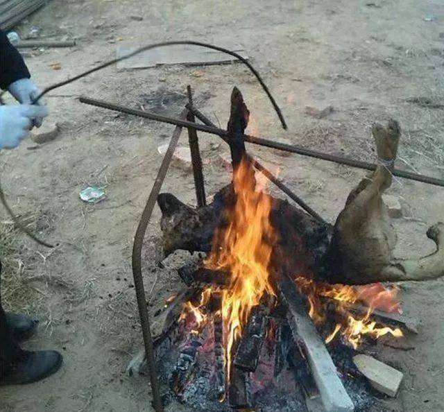 工地上几个人为了吃狗肉把流浪狗活活烤死,手段残忍让人痛心疾首