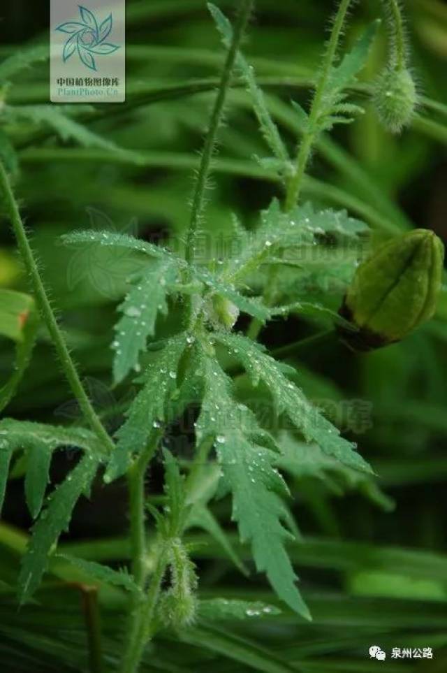 羽状全裂的植物,羽状全裂的叶子(3) - 伤感说说吧