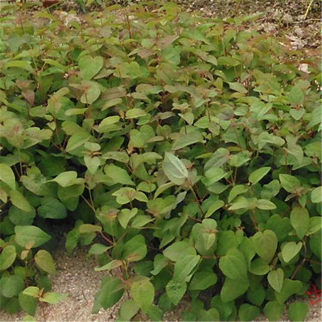 3 结论与讨论(1 )用历山当地采集的连香树种子可成功培育出幼苗,而且