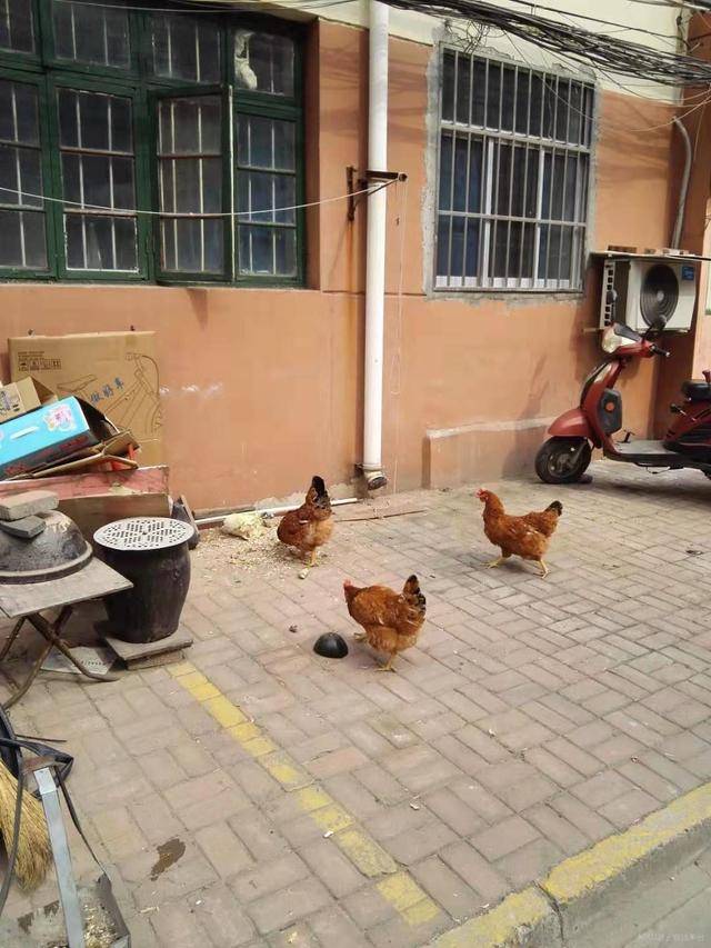 业主小区内养鸡影响他人居住环境