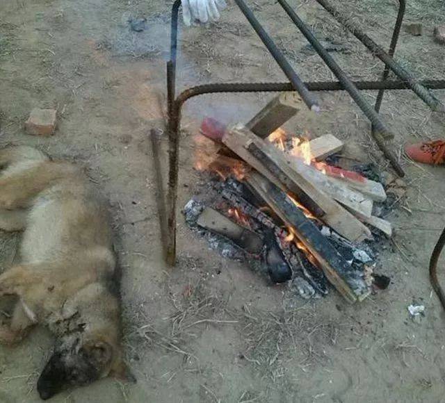 狗被活活烧死图片