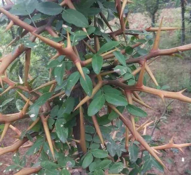 牛口刺植物图片图片