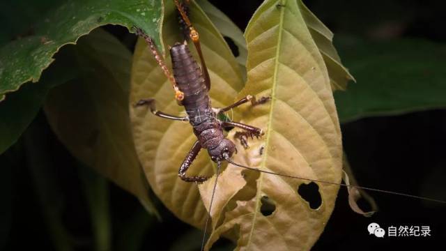 龙虾棘螽的若虫