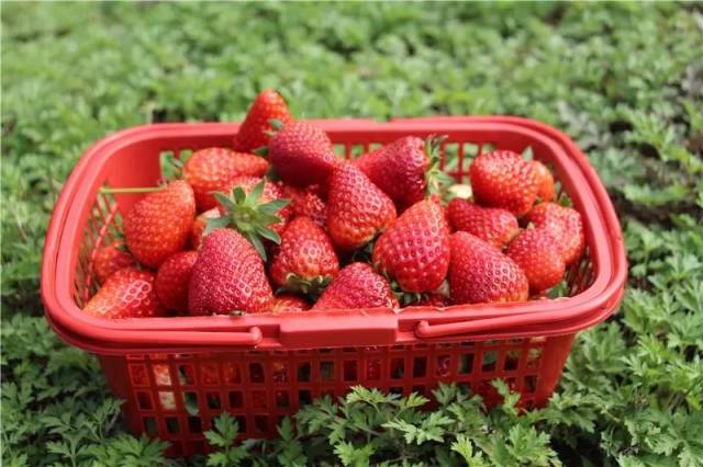 游客采摘的草莓