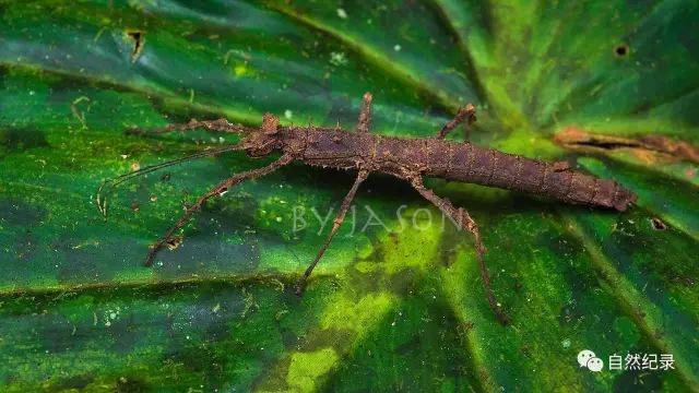 竹節蟲 巨大的蟑螂blaberus giganteus 這螽斯的塊頭可以說是巨無霸了