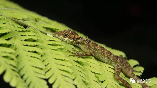 祤瞳(jason)探秘南美丛林分享梦回亚马逊丛林!雨林缸,爬宠爱好者必看!