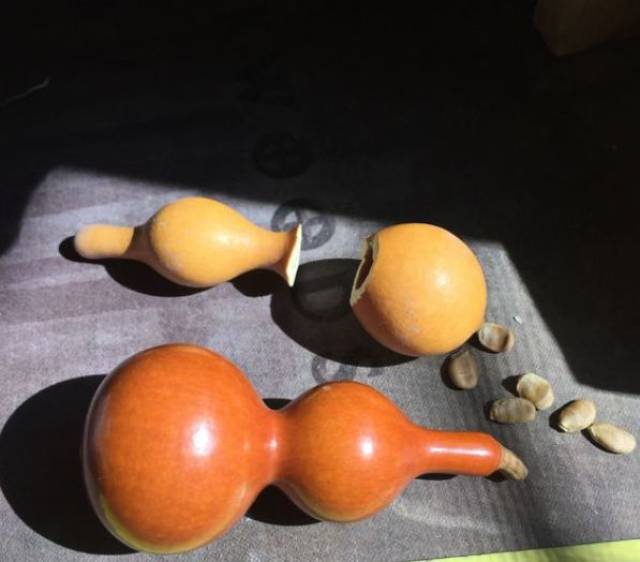 包浆漂亮的手捻葫芦,都是这样种出来的!