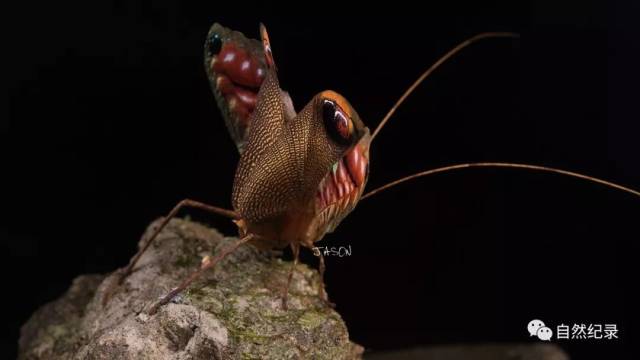 孔雀螽斯pterochroza ocellata