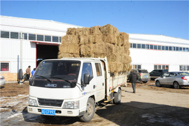 红原县向牧民群众发放400余吨饲草料 保障牲畜安全度春