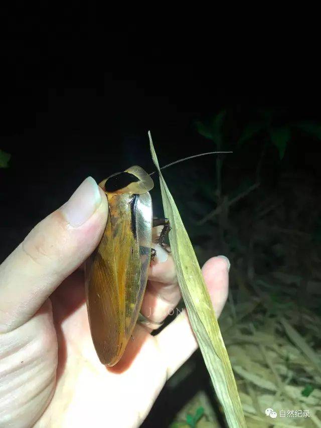 竹節蟲 巨大的蟑螂blaberus giganteus 這螽斯的塊頭可以說是巨無霸了