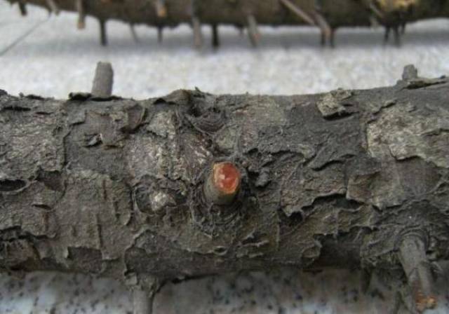 檬子木属天然野生,如果您对于这种树存在