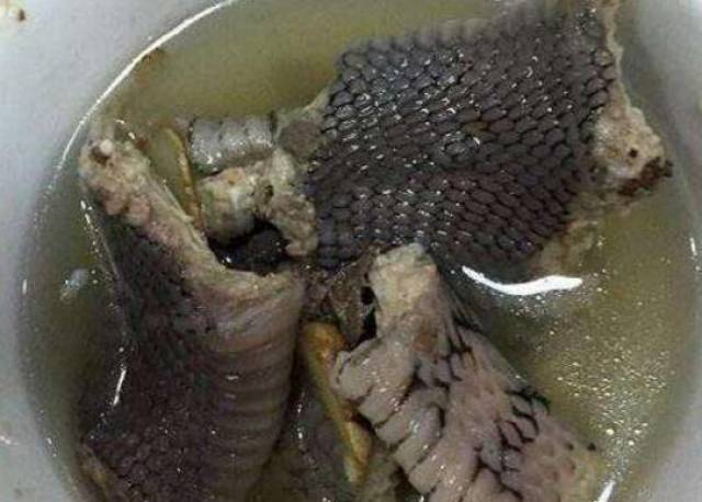 蛇类属于软体爬行动物,蛇肉鲜美有嚼劲,但蛇肉里面藏有寄生虫,高温