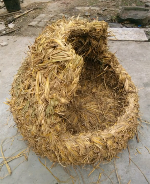 原创主人用稻草给狗做窝,狗子钻进窝里不出来,狗:纯天然真舒服