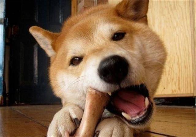 狗狗虽然喜欢啃骨头,但是我们不能由着它