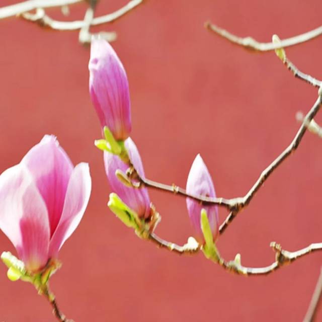 央视热剧《老中医》力挺书法:先把字练好,再来学中医!
