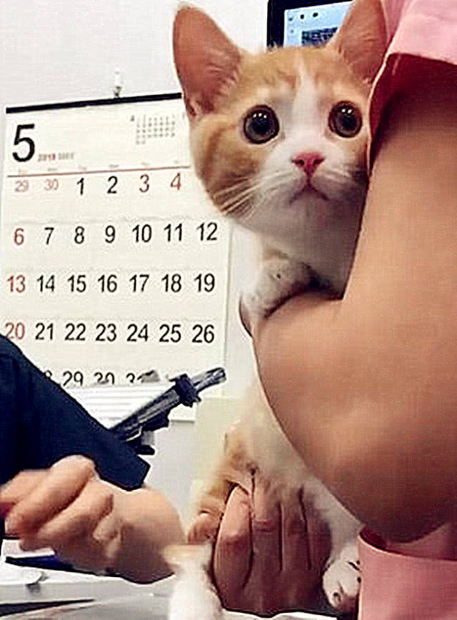 小橘猫打疫苗,打针前超淡定,针一来却立马奶音