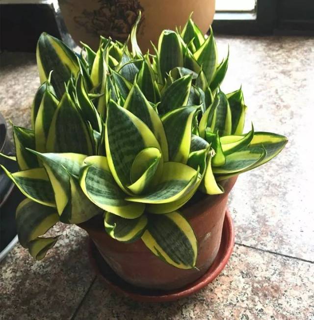 虎皮兰越矮越厉害,养成土肥圆,一棵爆20个芽!