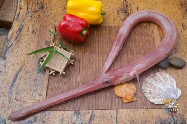 每天认识一种鱼(529)丨烟管鱼:身长吻尖的"大烟枪"!