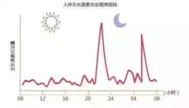 生长激素分泌高峰图片