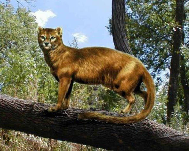 这种史前生物是最古老的猫科动物,实力比现在的猫科小太多了