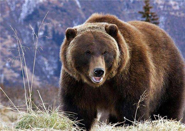 最大猫科动物东北虎和棕熊打斗谁更厉害?放到一起其实是这个结果