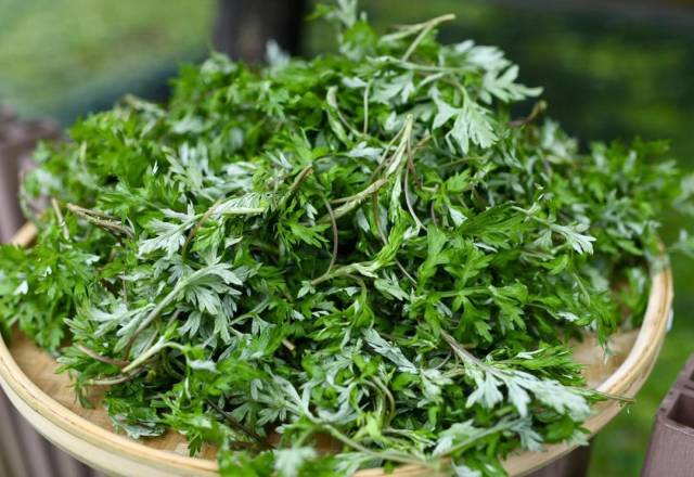 艾草一起到野外采挖点野菜换换口味吧!