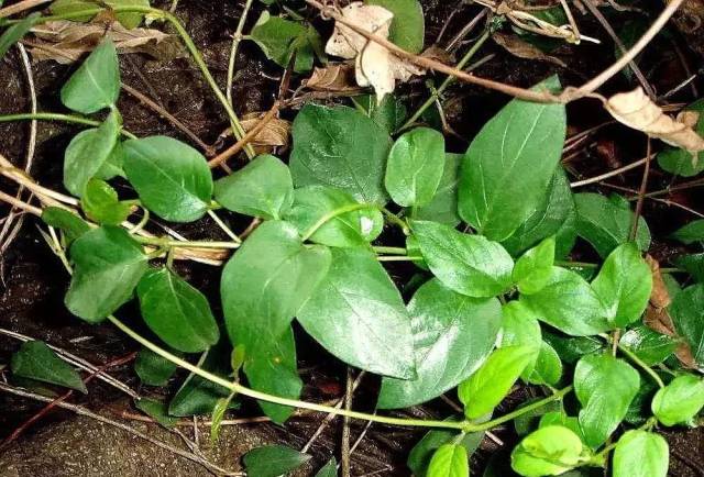 吃过鸡屎藤饼台山人注意!不得不告诉你.