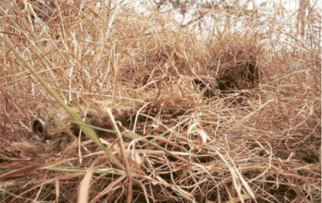 狙击手执行暗杀任务,为什么选择胸口开枪,而不