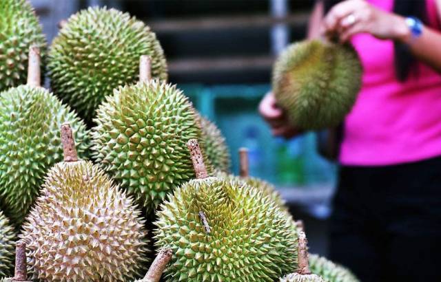 印尼举行"榴莲节":榴莲抛向空中,谁接着就是谁的!_手机搜狐网