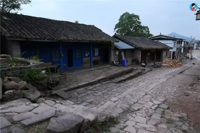 原创南茗佳人2019年春茶茶山行日记7:倚邦古茶园——随性变异的猫耳朵