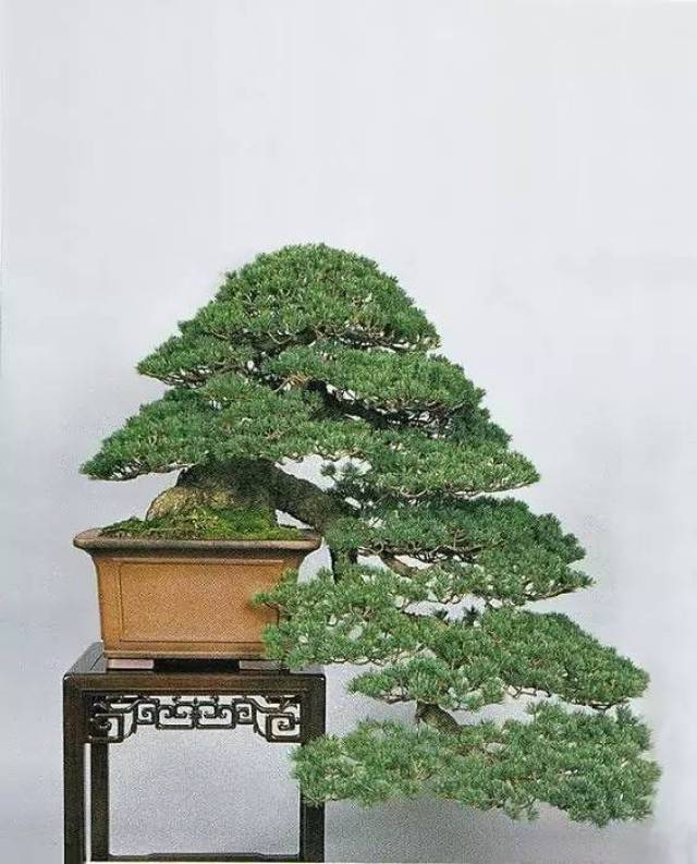 晴雲秋月 盆栽 晴雲秋月 盆栽