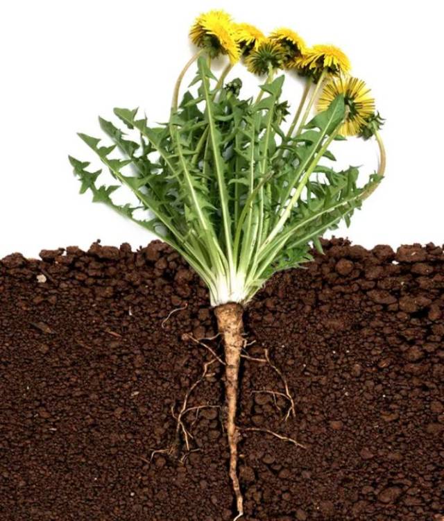 蒲公英,被视为解毒剂的时间,已超过100年,跟乳蓟的功能不相上下,擅长