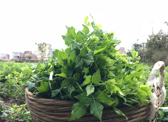 它的名字叫"簕菜".