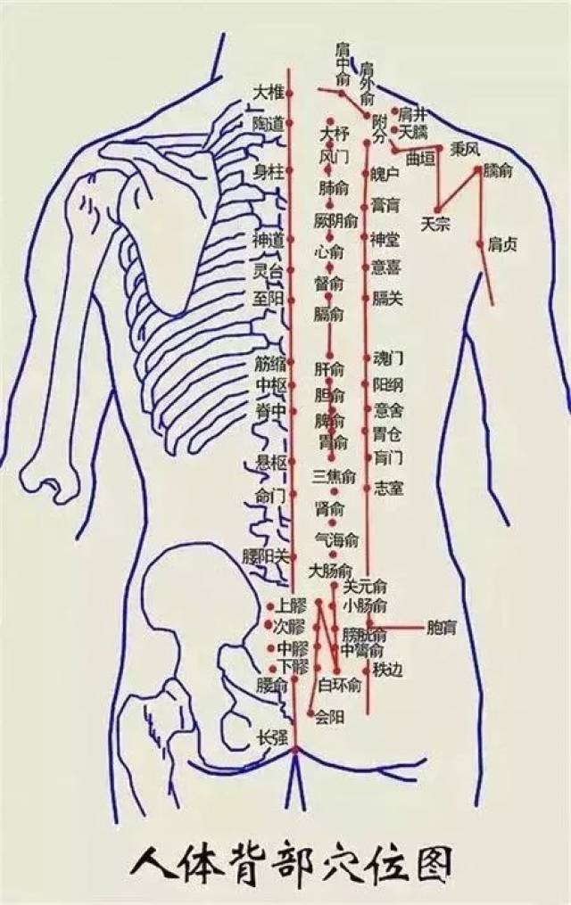 女性后背酸痛部位图解图片