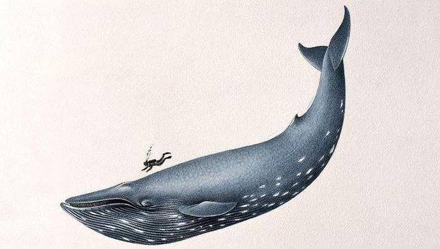 百余吨重的鲸鱼,祖先竟是这种陆生小动物,为啥