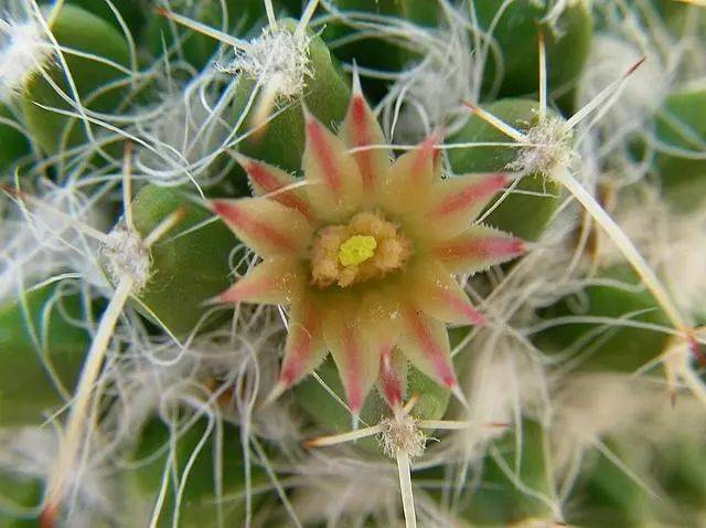 长刺白龙丸,又称长刺白龙,属硬质中型仙人球,瘤状突起明显,刺座上着生