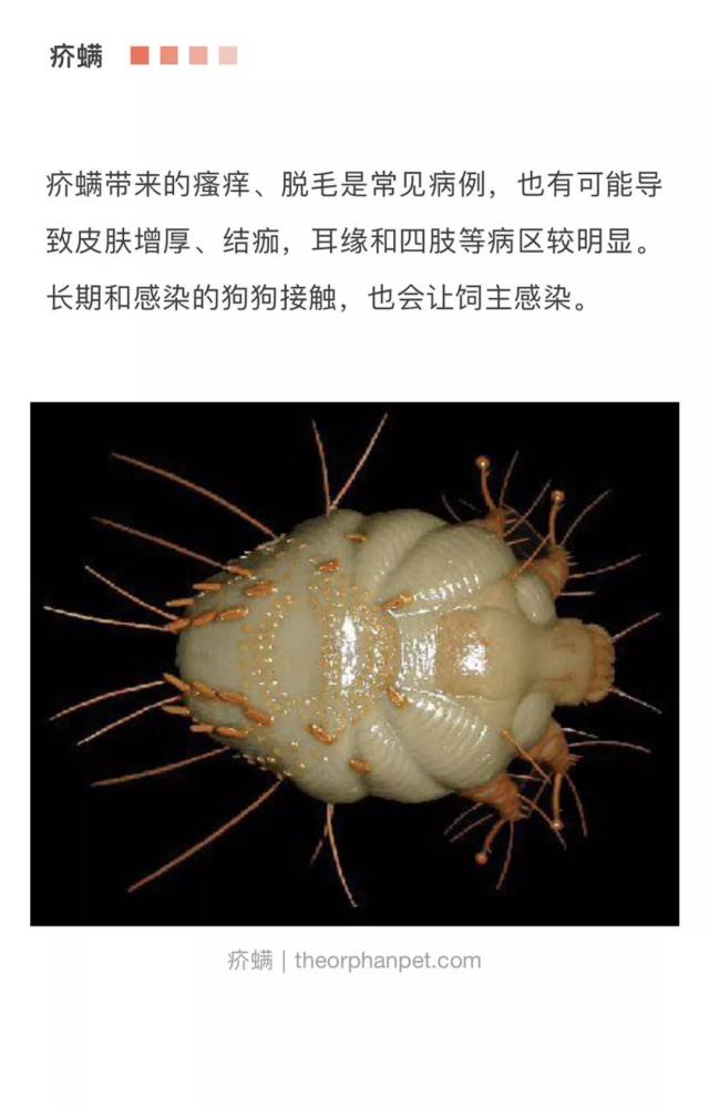 有的狗表面看起来光鲜亮丽,皮囊之下竟然藏着