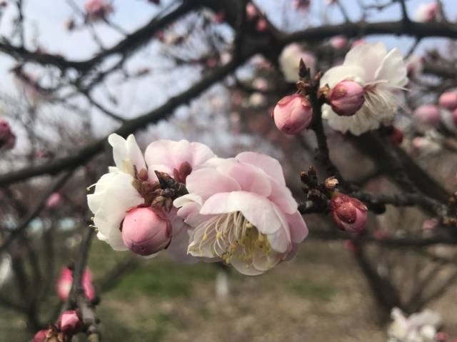 泗洪洪泽湖湿地梅花节"亮点"在此,快盘它!