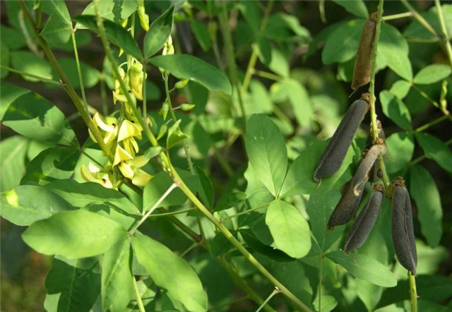 農村這個草果子像豆莢人稱響鈴草請不要拔掉