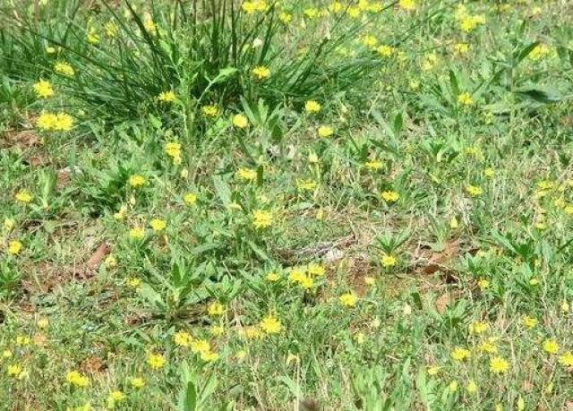 今天要给你们介绍的野草,它的看上去很通俗,便是常见的小黄花,但实在