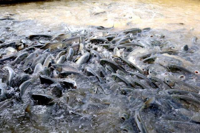 我们知道,高密度养鱼所存在的一个明显的问题就是水溶氧消耗的问题