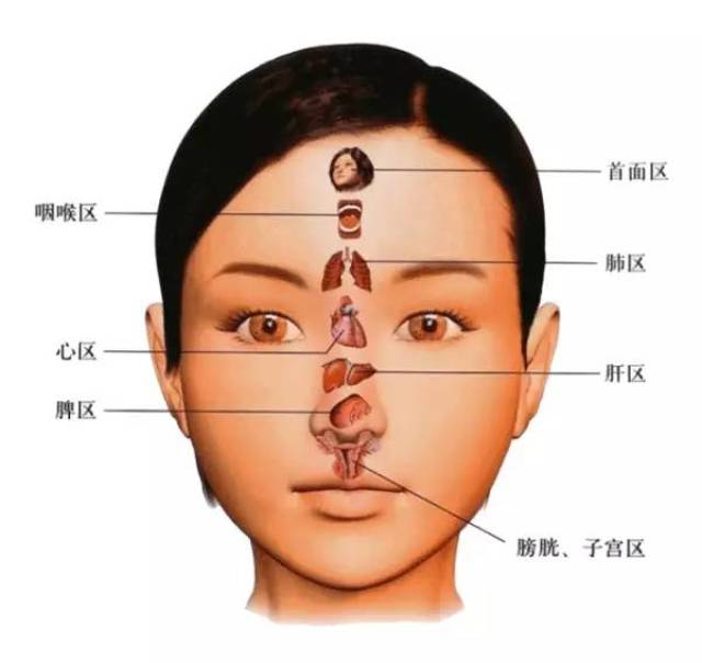 脸部的器官位置示意图图片