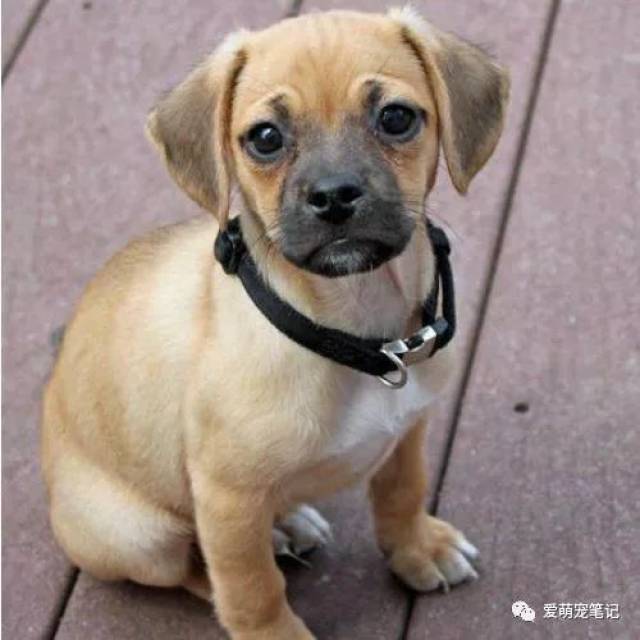 中国人最喜欢养的十种混血犬,除了萨哈拉,你最喜欢哪种类型?