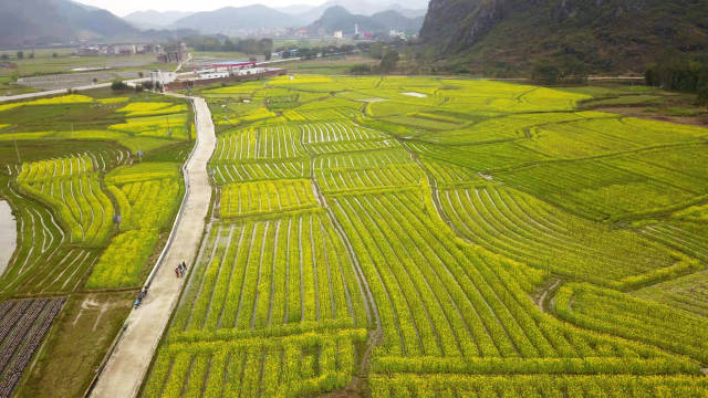 3月10日无人机拍摄的广西钟山县回龙镇田野中盛开的油菜花.