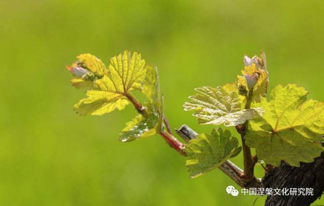 金庸诞辰日,一个情字一江湖,陪伴了多少人的童